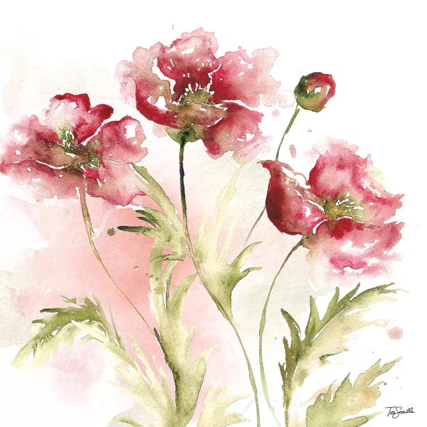 Watercolor Flowers: Blush Watercolor Poppy III by Tre Sorelle Studios