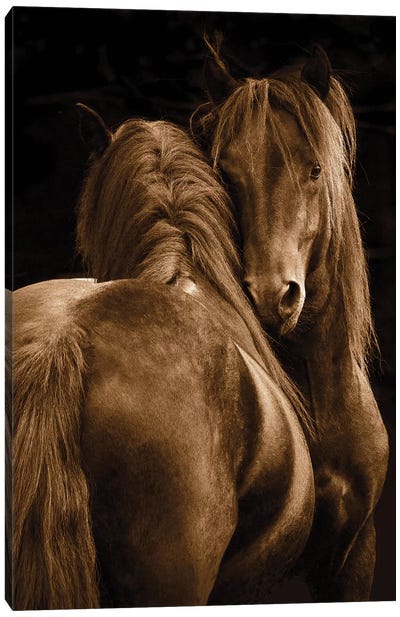 Tenderness I Canvas Art Print - Horse Art