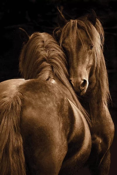 Horses: Tenderness I by Tony Stromberg