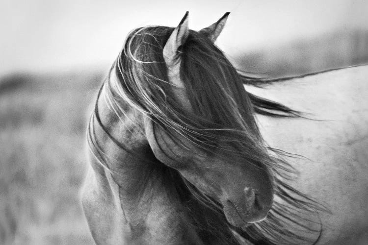 Fierce Grace by Tony Stromberg wall art