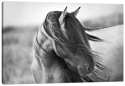 White Horses Black Grey Funky Animal Canvas Wall Art Large Picture Prints 