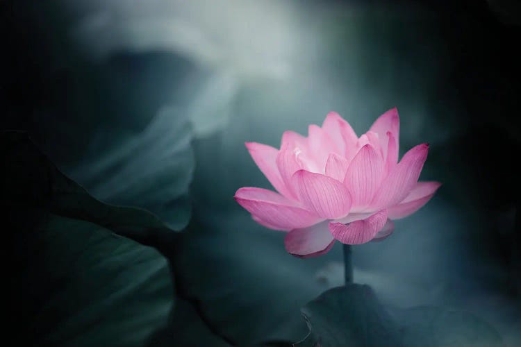 One Point Of Pink by Takashi Suzuki wall art