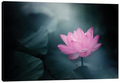 One Point Of Pink Canvas Art Print