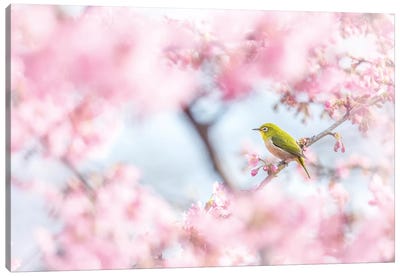 Cherry-Blossom Color I Canvas Art Print