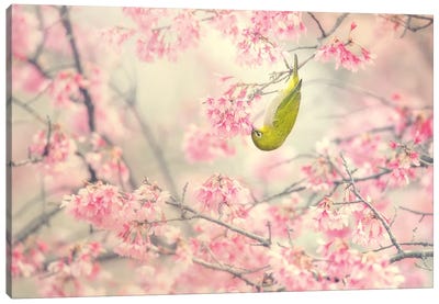 Cherry-Blossom Color II Canvas Art Print