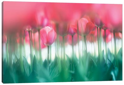 Lined Tulips Canvas Art Print