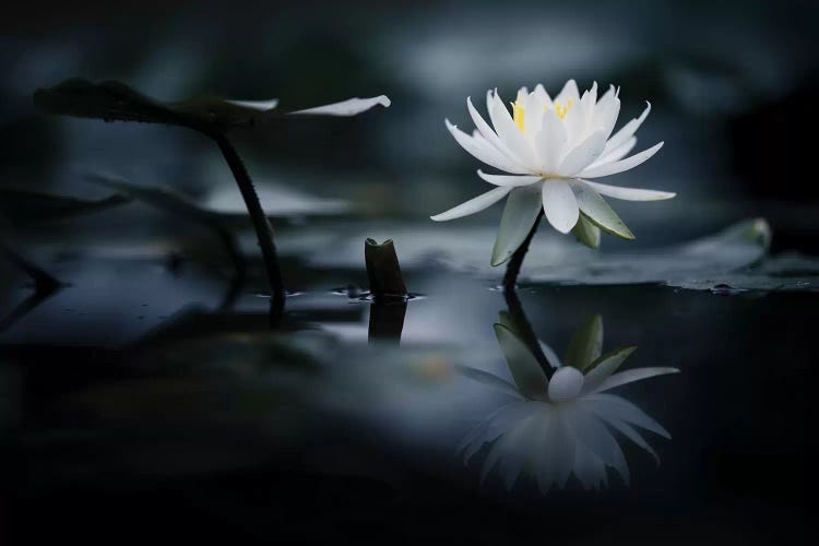 Reflection II by Takashi Suzuki wall art