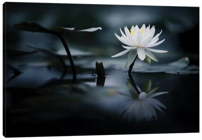 Reflection II Canvas Art Print - Lotuses