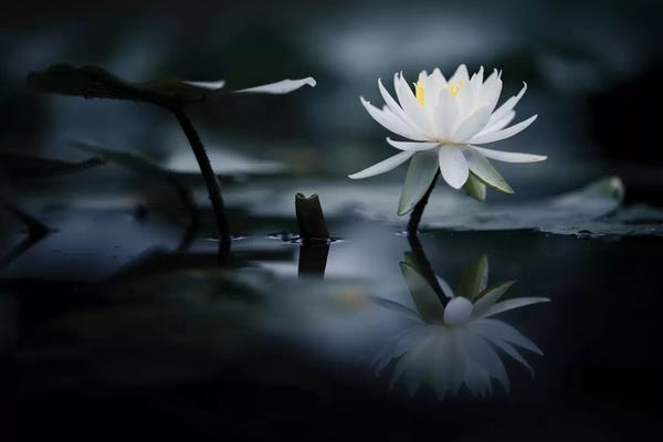 Lotuses: Reflection II by Takashi Suzuki