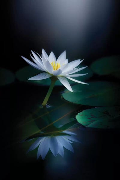 Lilies: Reflection III by Takashi Suzuki