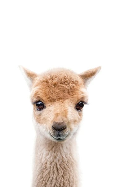 Llamas: Llama by Tiny Treasure Prints