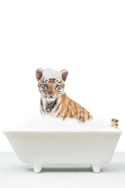 Tigers: Baby Tiger In A Bathtub by Tiny Treasure Prints