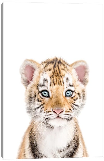 Baby Tiger Canvas Art Print - Baby Animal Art