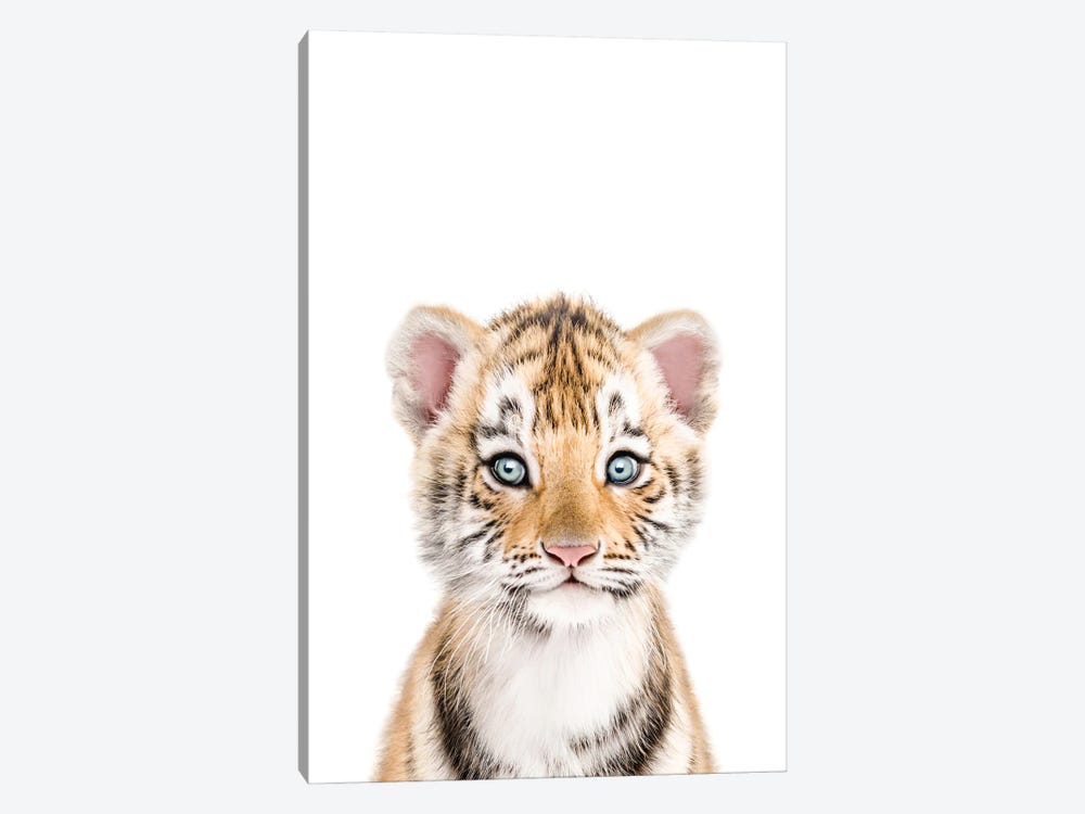 Baby Tiger by Tiny Treasure Prints 1-piece Canvas Art Print