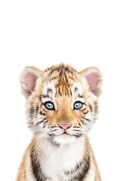 Baby Animals: Baby Tiger by Tiny Treasure Prints