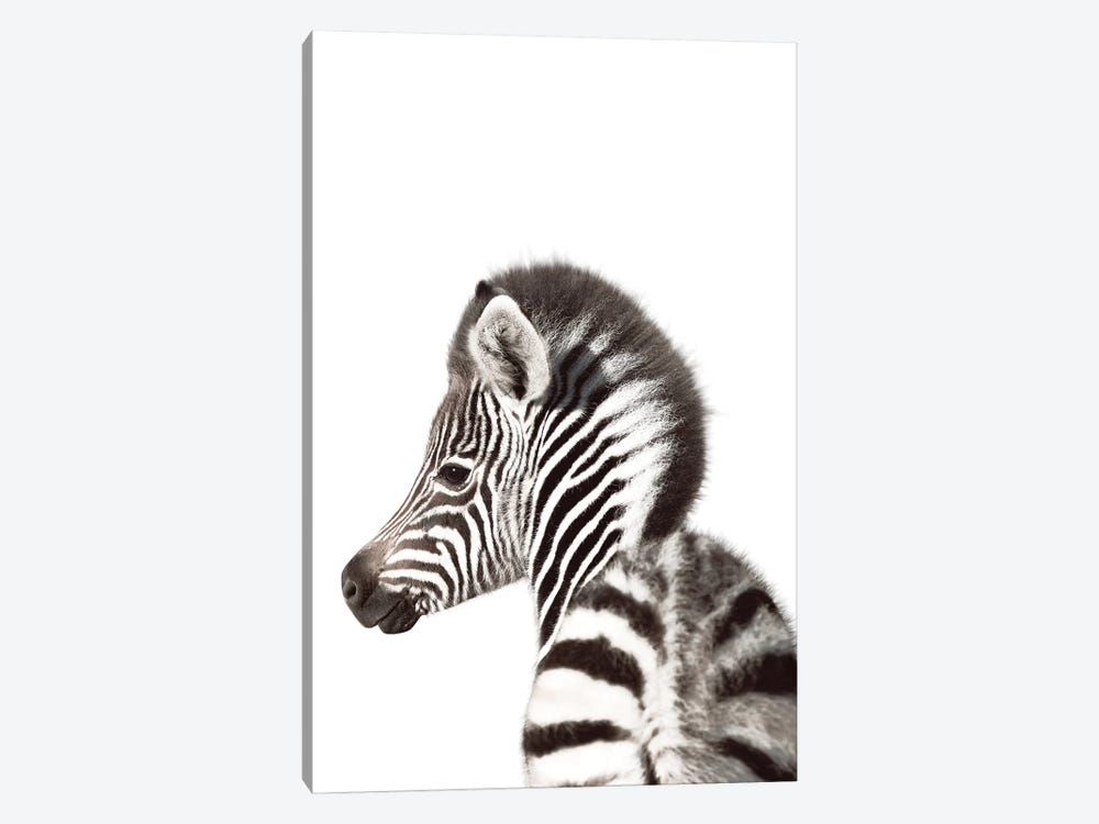 Baby Zebra Backside by Tiny Treasure Prints 1-piece Art Print