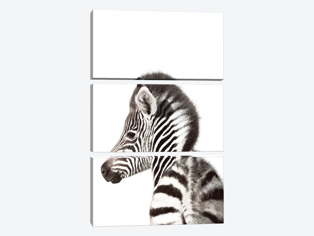 Baby Zebra Backside by Tiny Treasure Prints 3-piece Canvas Art Print