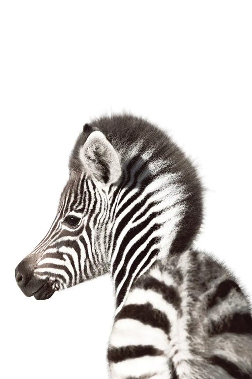 Baby Zebra Backside