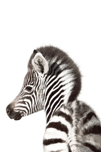 Zebras: Baby Zebra Backside by Tiny Treasure Prints
