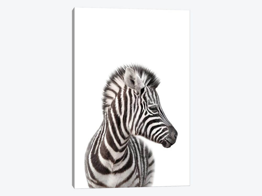 Baby Zebra by Tiny Treasure Prints 1-piece Canvas Artwork