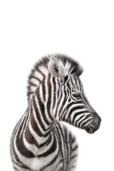 Zebras: Baby Zebra by Tiny Treasure Prints