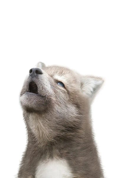 Howling Baby Wolf by Tiny Treasure Prints art print