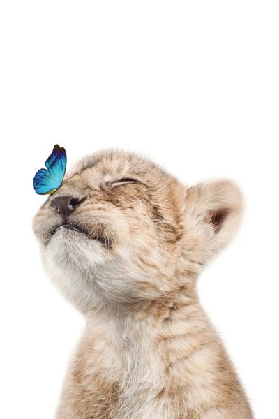 Baby Animals: Lion Cub With Blue Butterfly II by Tiny Treasure Prints