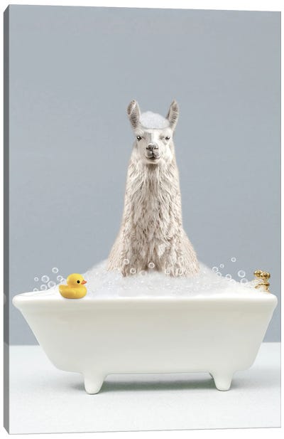 Llama In A Bathtub Canvas Art Print - Llama & Alpaca Art