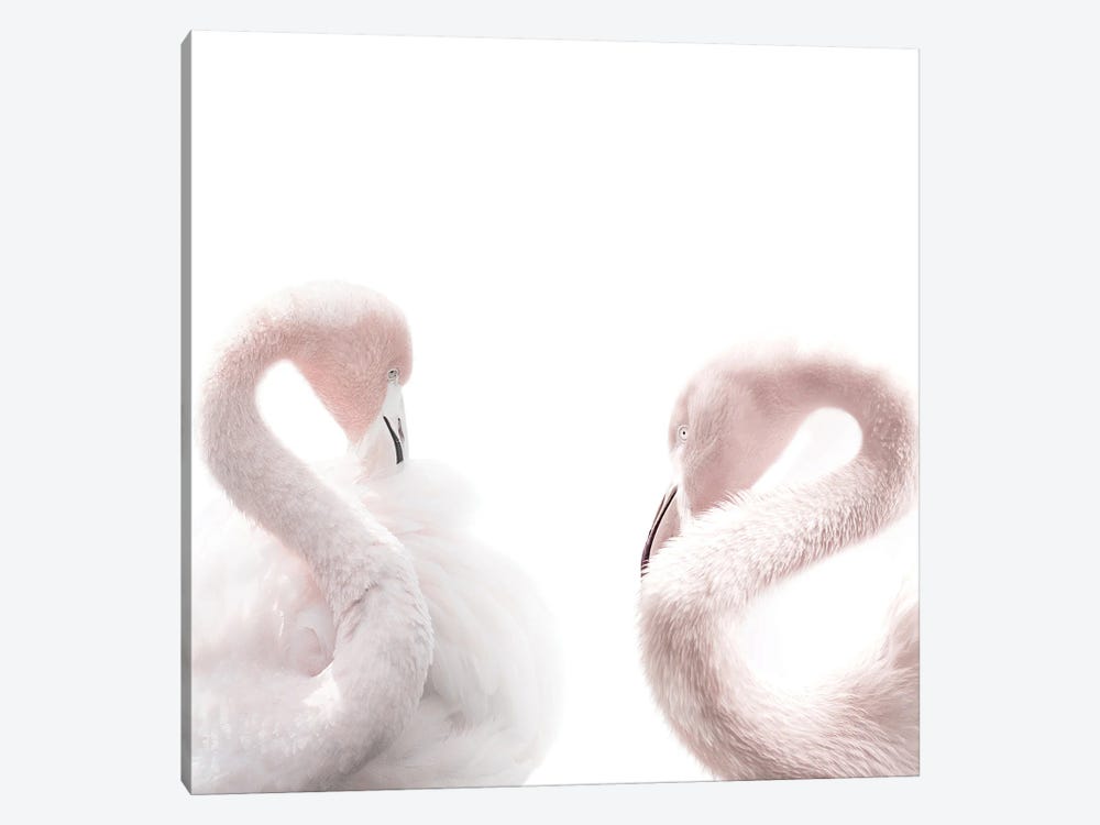 Flamingos by Tiny Treasure Prints 1-piece Canvas Art