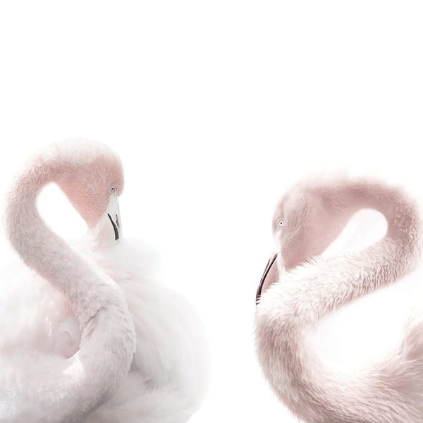 Flamingos: Flamingos by Tiny Treasure Prints