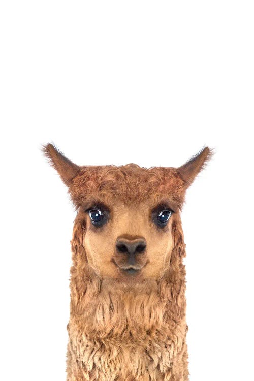 Alpaca