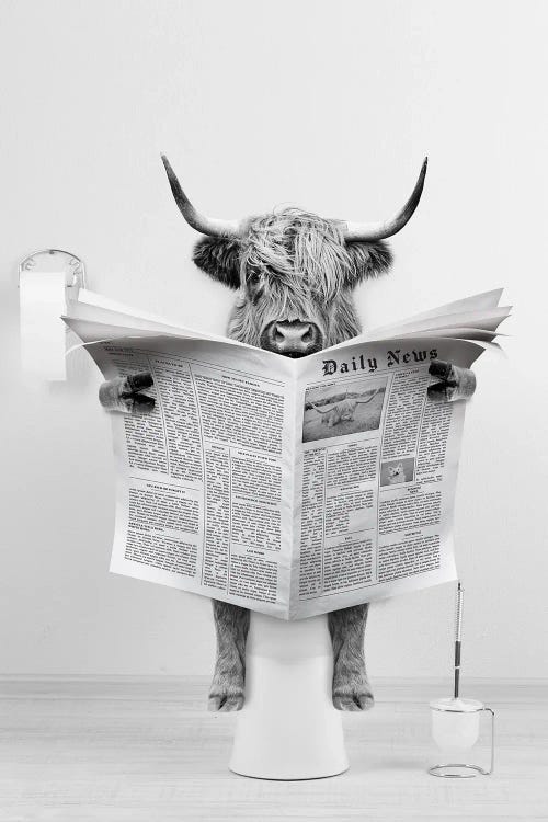 Scottish Highland Cow Reading Newspaper