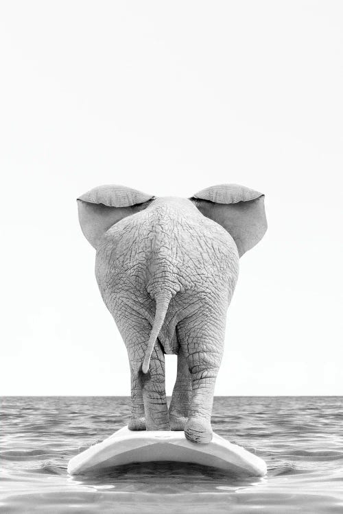 Elephant Surfing Black And White