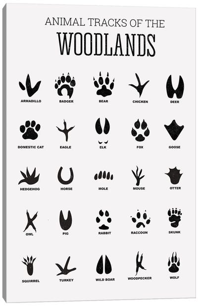 Animal Tracks Of The Woodland Canvas Art Print - Animal Typography