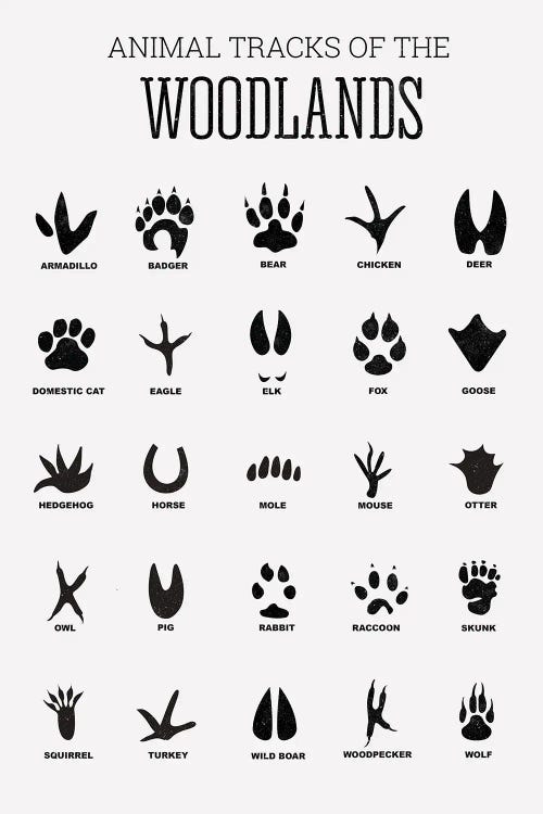 Animal Tracks Of The Woodland by Tiny Treasure Prints wall art