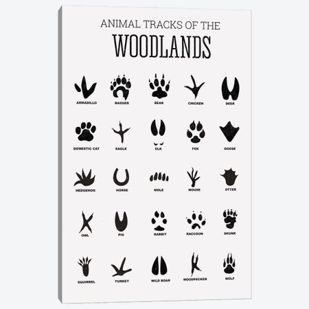 Animal Tracks Of The Woodland Canvas Print #TTP2} by Tiny Treasure Prints Canvas Artwork