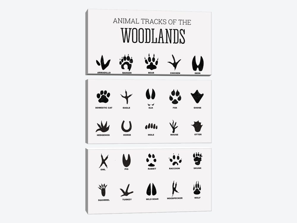 Animal Tracks Of The Woodland by Tiny Treasure Prints 3-piece Art Print