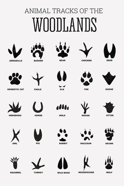 Kids Educational Art: Animal Tracks Of The Woodland by Tiny Treasure Prints