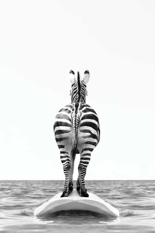 Zebra With Surfboard Black And White