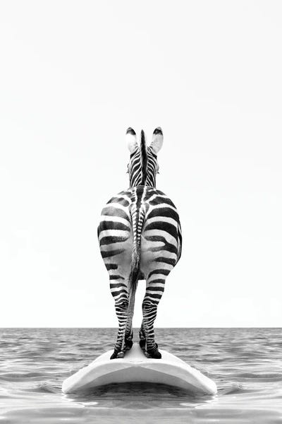 Zebras: Zebra With Surfboard Black And White by Tiny Treasure Prints