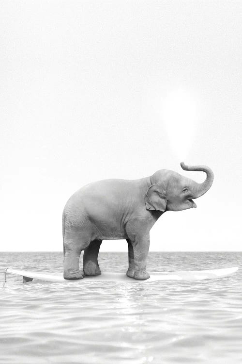 Surfing Elephant Black And White