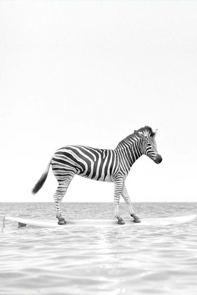Zebras: Surfing Zebra Black And White by Tiny Treasure Prints