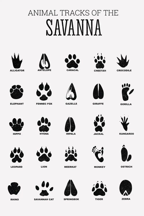 Animal Tracks Of The Savanna