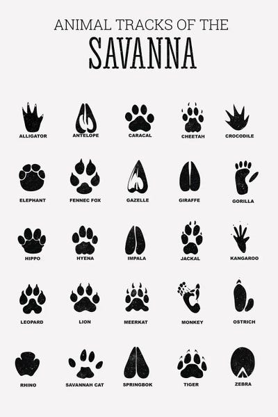 Kids Educational Art: Animal Tracks Of The Savanna by Tiny Treasure Prints