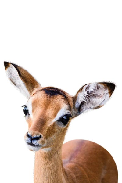 Antelope by Tiny Treasure Prints art print