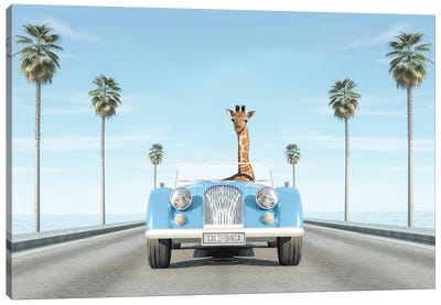 Blue Vintage Car With Giraffe In California Canvas Art Print - Tiny Treasure Prints