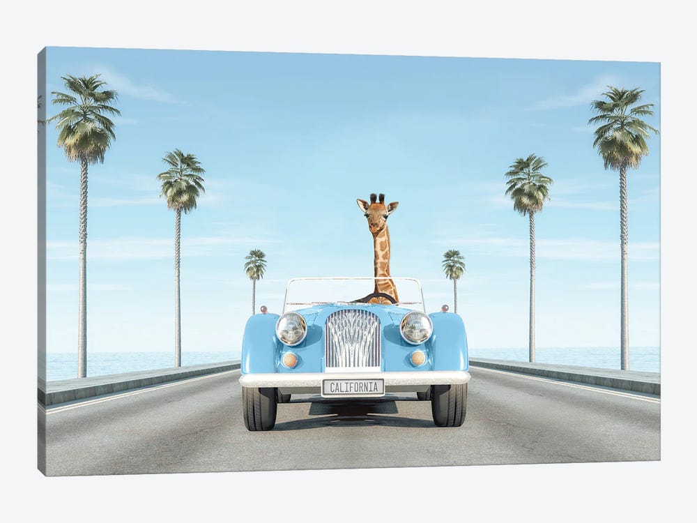 Blue Vintage Car With Giraffe In California by Tiny Treasure Prints 1-piece Art Print
