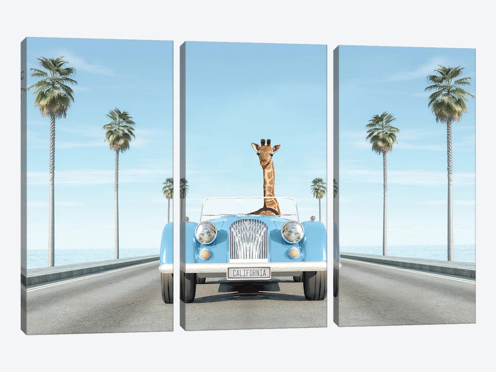 Blue Vintage Car With Giraffe In California by Tiny Treasure Prints 3-piece Canvas Art Print