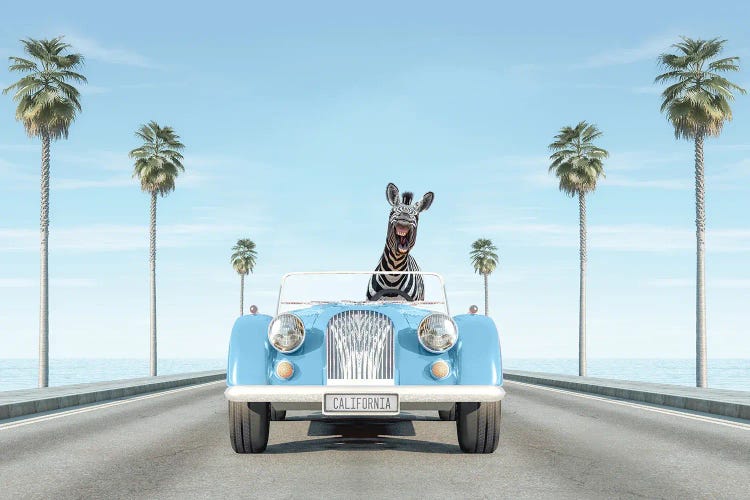 Blue Vintage Car With Zebra In California