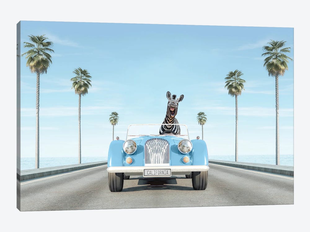Blue Vintage Car With Zebra In California by Tiny Treasure Prints 1-piece Canvas Print